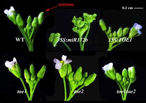 Phenotypes Of Main Inflorescence Stems Of The Arabidopsis Thaliana