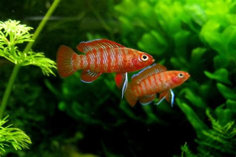 Дарио Дарио Dario Dario Scarlet Badis Рыбки Nano Fish