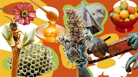 Día Mundial De Las Abejas ¿por Qué Son Importantes Y Cómo Podemos