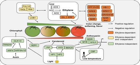 Regulation Of Fleshy Fruit Ripening From Tra Eurekalert