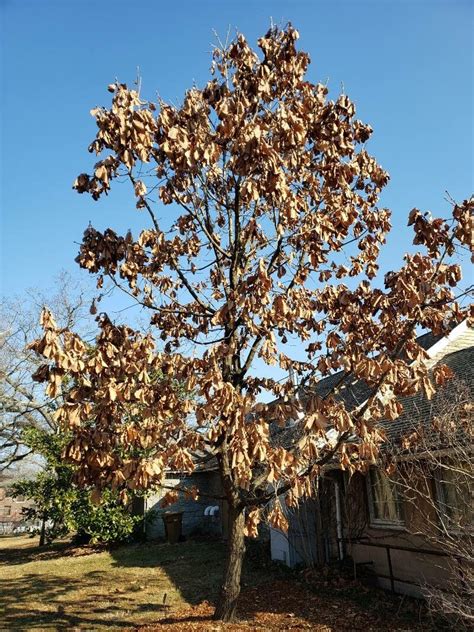 Quercus Dentata Thunb Daimyo Oak World Flora Pl Ntnet Identify