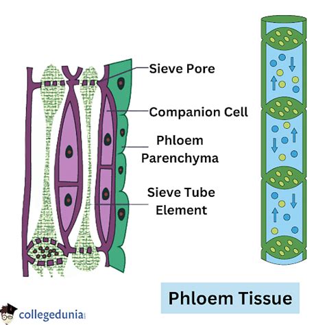 Phloem: Structure, Functions, Loading & Unloading