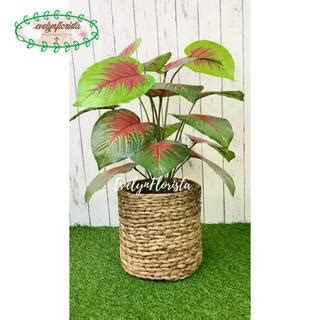 Jual Pohon Hias Daun Bahagia Merah X Semi Latex Artificial Cover Pot