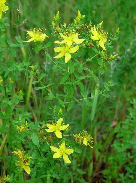 Ficha Hypericum Perforatum Hierba De San Juan Hiperic N Mvm