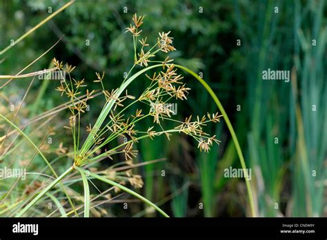 Cyperus Esculentus Inflorescence Stock Photo Alamy