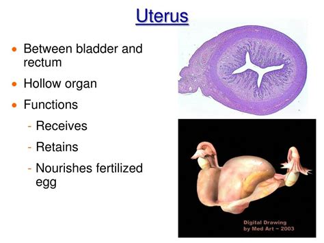 Ppt Chapter 16 The Reproductive System Powerpoint Presentation Free