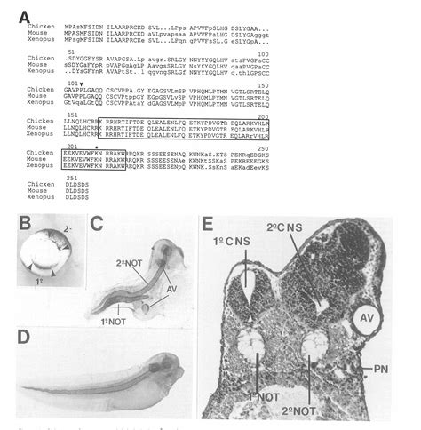 Figure 1 From The Homeobox Gene Goosecoid And The Origin Of Organizer Cells In The Early Chick