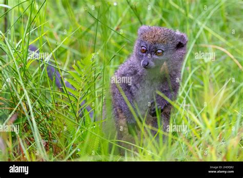 Eastern Lesser Bamboo Lemur Stock Photo Alamy