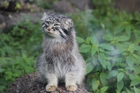 Ciekawostek O Liechtensteinie Ciekawostki