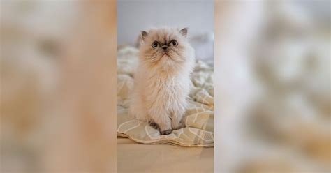 5 Fun Facts About Persian Cats That Will Amaze You Trstdly Trusted