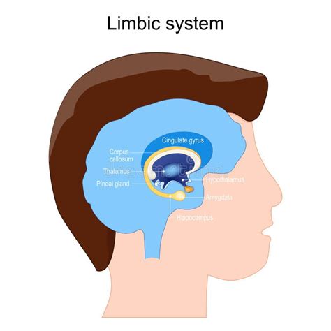 Sistema Límbico Corte Transversal Del Cerebro Humano Ilustración del