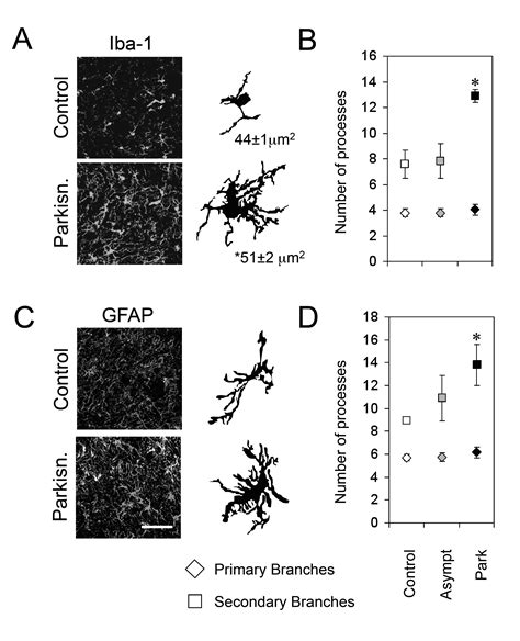 IFN γ signaling with the synergistic contribution of TNF α mediates