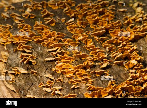 Fungus Growing On A Log Stock Photo Alamy