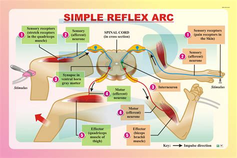 Simple Reflex Arc - Progressive Scientific Sdn. Bhd.