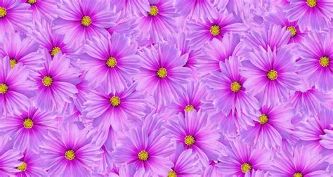 Purple cosmos flower seamless pattern background. Art or abstract of ...