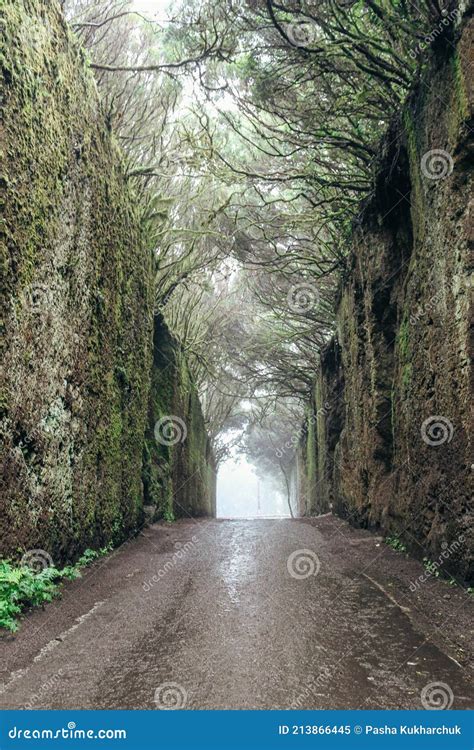 Fabulous Tunnel In The Rural Park Anaga In Tenerife Canary Islands