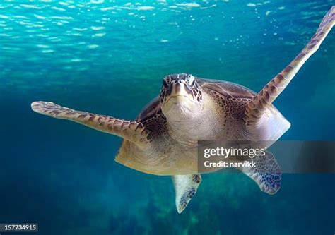 179 Sea Turtle Floating In The Ocean Stock Photos High Res Pictures