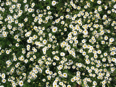 Texture Flower Daisy Free Photo Download | FreeImages