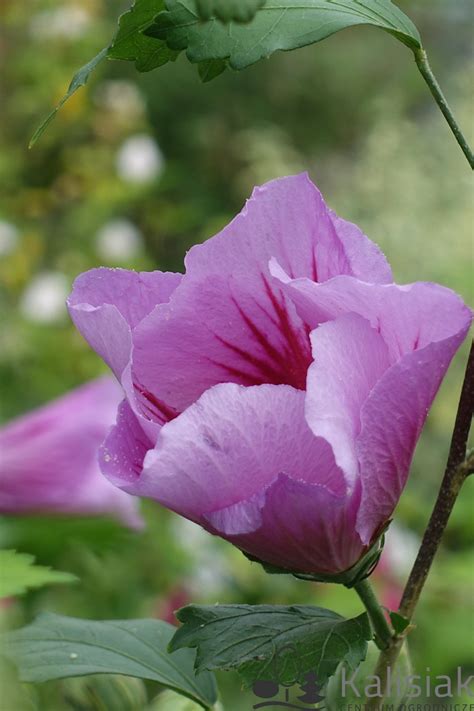 Hibiscus Syriacus Purple Pillar Gandini Santiago Ketmia Syryjska