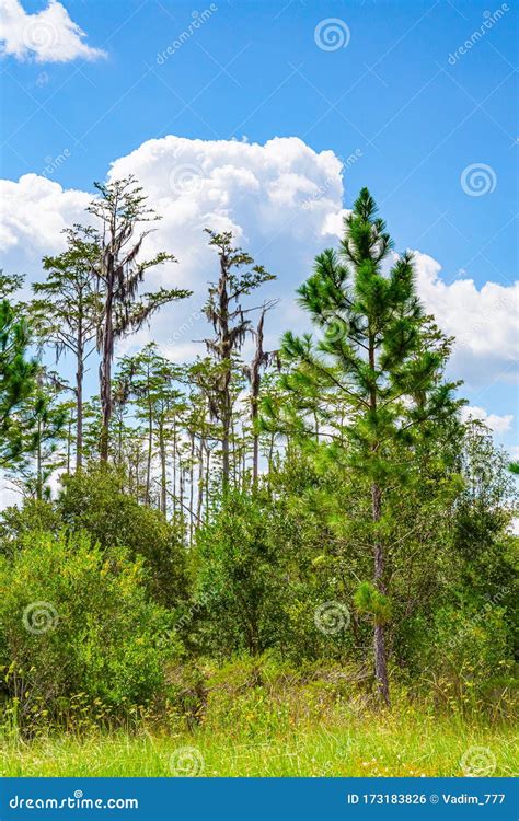 Forest Swamp Land in Okefenokee Swamp Park, Southern Georgia Stock Photo - Image of leaf, water ...