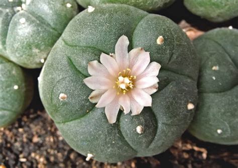 Cómo Cuidar Un Cactus Peyote