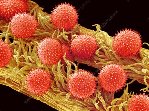 Mallow Pollen SEM Stock Image B786 0873 Science Photo Library