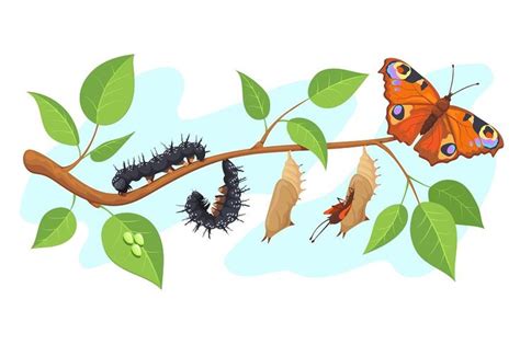 Lepidoptera Metamorphosis Vector Illustration Butterfly Life Cycle