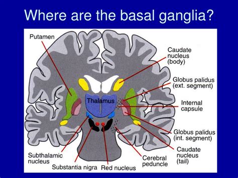 Ppt The Basal Ganglia Powerpoint Presentation Free Download Id692539