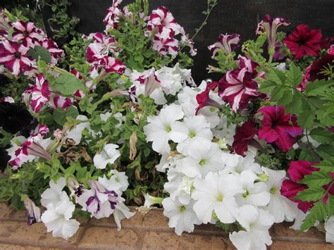 Обои петуния, цветы на рабочий стол