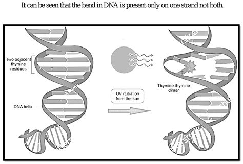 In Mutations Due To Non Iodising Radiations Uv Rays Thymine Dimer Is