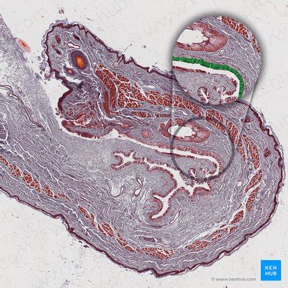 Palpebral conjunctiva: Structure and function | Kenhub