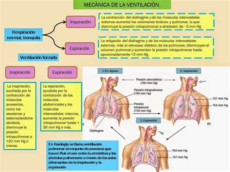 Mec Nica De La Ventilaci N Y Mec Nica De La Respiraci N Blog De