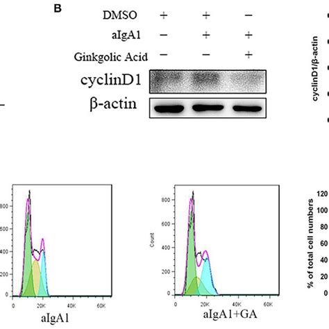 Effects of SUMOylation inhibitors on human mesangial cells ... 
