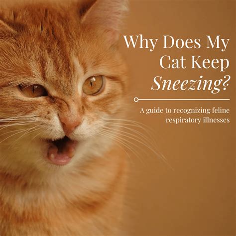 cat sneezing