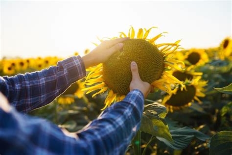 Premium Photo Farmer Examining Crop In The Sunflower Field Harvesting