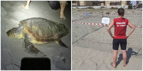 Tartaruga Caretta caretta depone 100 uova a Torvaianica è la seconda