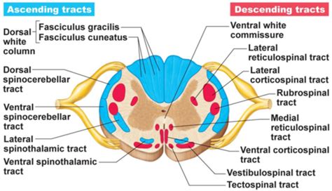 Neuro - Descending pathways Flashcards | Quizlet