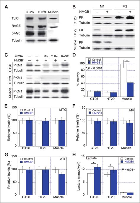 Effect Of Hmgb1 On Energy Production In Colorectal Cancer Cells And