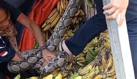 Ular Sanca 4 Meter Sembunyi Di Tumpukan Pisang Pedagang Pasar