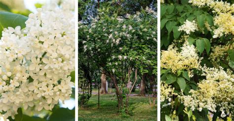 Japanese Lilac Tree Care - How to Plant, Grow and Help Them Thrive