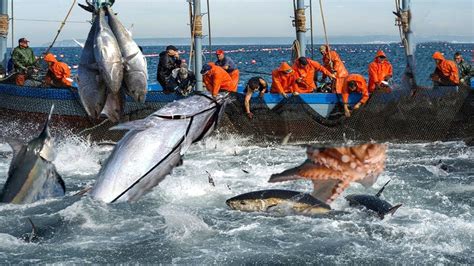 Everyone Please Watch The Video Catching Bluefin Tuna Catching Fish