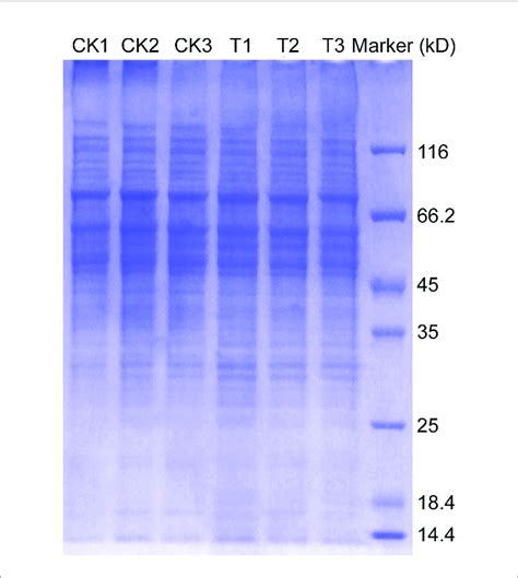 Glycoprotein Extraction And Sds Page The Total Protein Of M Oryzae