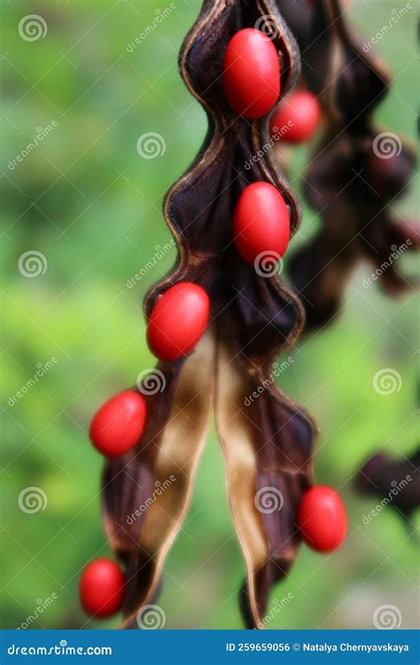 Seed Pods From A Coral Bean Erythrina Herbacea Plant Closeup Stock