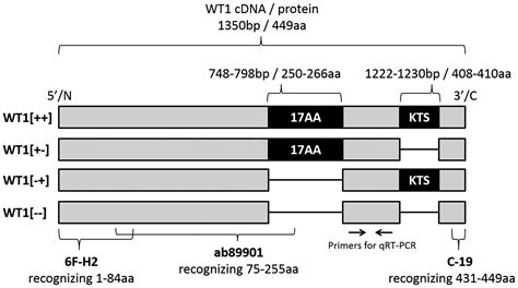 Differential Detection Of Cytoplasmic Wilms Tumor 1 Expression By