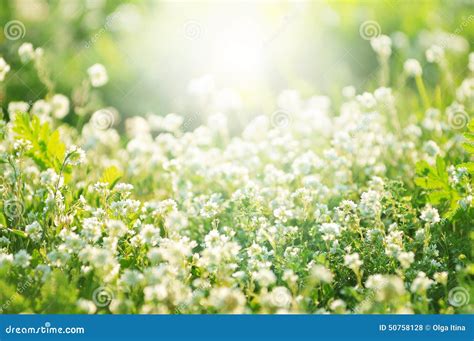 White Clover Flowers In Spring Shallow Depth Of Field Stock Photo