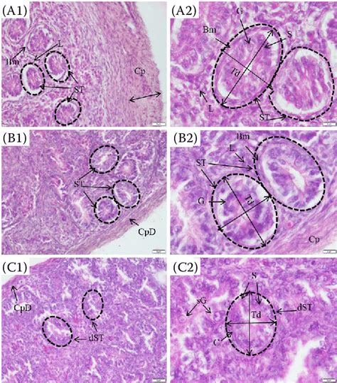 Representative Photomicrographs Of The Transverse Section Hande Stained