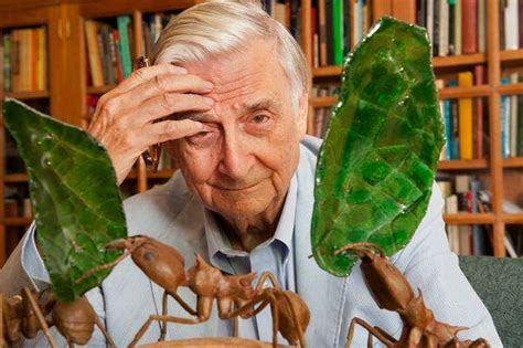 E O Wilson Extraordinary Scholar Who Warned Of Biodiversity Crisis