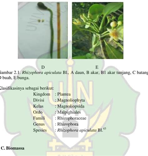 Tumbuhan Jenis Bakau Merah Rhizophora Apiculata Bl