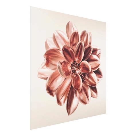 Dahlie Rosegold Rosa Zentriert Glasbild Als Quadrat Bilderwelten