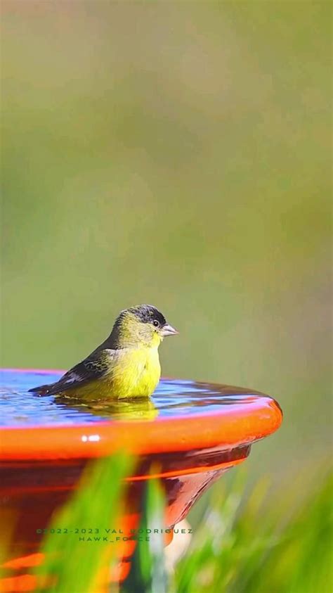 Pin De Isabel En Almacenamiento R Pido Imagenes De Aves Hermosas